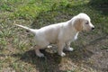 Male golden retriever puppy peeing on the lawn by the house.