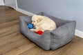 Male golden retriever puppy sleeping in a playpen with a rubber ball on modern vinyl panels in the living room of the house./ Royalty Free Stock Photo