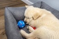 Male golden retriever puppy sleeping in a playpen with a rubber ball on modern vinyl panels in the living room of the house. Royalty Free Stock Photo