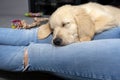 A male golden retriever puppy sleeps on the legs of a woman who sits on a couch in the living room of the house.