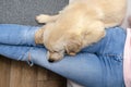 A male golden retriever puppy sleeps on the legs of a woman who sits on a couch in the living room of the house.