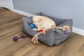 Male golden retriever puppy sleeps in a playpen with a rubber ball and ropes on modern vinyl panels in the living room of the hous Royalty Free Stock Photo