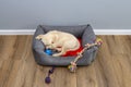 Male golden retriever puppy sleeps in a playpen with a rubber ball and ropes on modern vinyl panels in the living room of the hous Royalty Free Stock Photo