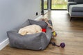 Male golden retriever puppy sleeps in a playpen with a rubber ball and ropes on modern vinyl panels in the living room of the hous Royalty Free Stock Photo