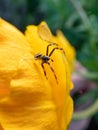 Male of goldenrod crab or flower spider (Misumena vatia (Misumena citrea) with dark brown and red Royalty Free Stock Photo