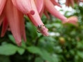 Male of goldenrod crab or flower spider (Misumena vatia (Misumena citrea) with dark brown and red body Royalty Free Stock Photo