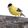 Male Goldfinch