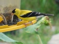 Male Goldfinch at Backyard Feeder