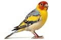 Male Goldfinch, Carduelis carduelis, in front of white background