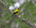 Male Goldfinch in a Cedar