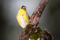 Male Goldfinch Changing to Breeding Plumage