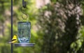 Male Goldfinch Drinking Water from a Mason Jar