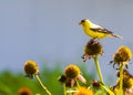 Male goldfinch standing atop a coneflower