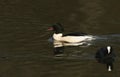 A stunning male Goosander Mergus merganser swimming in a fast flowing river. It has been diving down into the water to catch fi