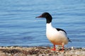 Male Goosander Royalty Free Stock Photo