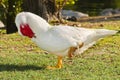 A male goose, sleeping Royalty Free Stock Photo