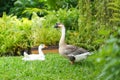 Male Goose standing and look for enemy to protect their couple in the garden at noon time