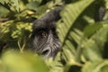 An almost human gaze in the Impenetrable Forest of Bwindi