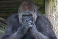 Gorilla chewing his nails Royalty Free Stock Photo