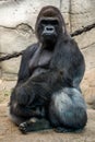 Male gorilla.