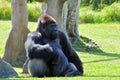 Male Gorilla Resting Royalty Free Stock Photo