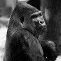 Male gorilla, black and white photography in a quadrat