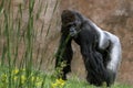 Male gorilla in the zoo, the most dangerous and biggest monkey .