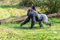 Male gorillas run to dinner hoping to be one time