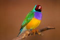 Male gouldian finch in profile view perching on a branch in front of a golden brown background Royalty Free Stock Photo