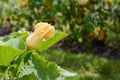 Male gourd flower grows above the lush foliage of a cucurbit plant