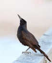 Male grackle Royalty Free Stock Photo