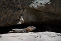 Male Gran Canaria giant lizard Gallotia stehlini. Royalty Free Stock Photo
