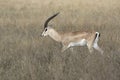 male Grant gazelles who walks among dry tall grass over the African savanna Royalty Free Stock Photo