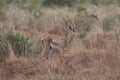 Male grant`s gazelle standing alert in the wild Meru National Park, Kenya