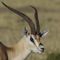 Male Grants Gazelle Head Portrait