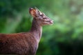 Male Gray Brocket with antlers - South American Deer