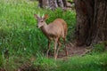 Male Gray Brocket (Mazama gouazoubira) with antlers