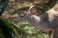 Male Gray Brocket at the beginning of antlers growing season - South American Deer