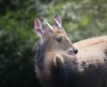 Male Gray Brocket - South American Deer