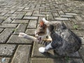 A male gray cat was cleaning his left leg