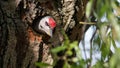 A male gray-haired woodpecker looks out of a hollow