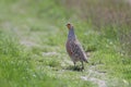 Male gray partridge (Perdix perdix) Royalty Free Stock Photo