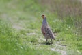 Male gray partridge (Perdix perdix)