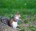 Male Gray Squirrel Royalty Free Stock Photo