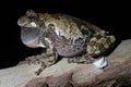 Male Gray Treefrog (Hyla versicolor) Royalty Free Stock Photo