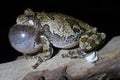 Male Gray Treefrog (Hyla versicolor) Royalty Free Stock Photo