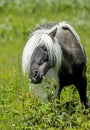 Male Gray wild pony of Grayson Highlands looking through his long mane. Royalty Free Stock Photo