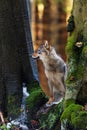 Male gray wolf Canis lupus looks around between two trees in the winter forest Royalty Free Stock Photo