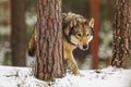 Male gray wolf Canis lupus is staring at his goals from behind a tree Royalty Free Stock Photo