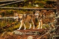 male gray wolf (Canis lupus) two of the pack walk through the woods Royalty Free Stock Photo